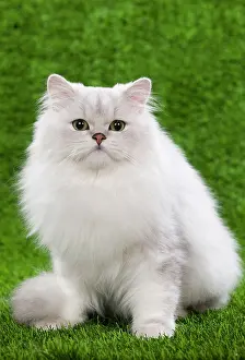 Chinchillas: Cat - Persian Chinchilla kitten - black & silver