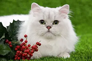 Chinchillas: Cat - Persian Chinchilla kitten - black & silver