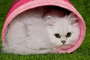 Chinchillas: Cat - Persian Chinchilla - Kitten curled up in pink basket