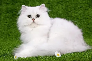 Chinchillas: Cat - Persian Chinchilla - Kitten lying down on