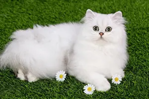 Chinchillas: Cat - Persian Chinchilla - Kitten lying down on