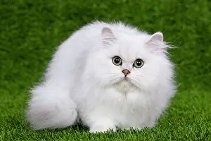 Chinchillas: Cat - Persian Chinchilla - Kitten lying down on grass