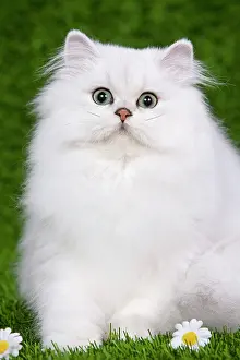 Chinchillas: Cat - Persian Chinchilla - Kitten sitting down