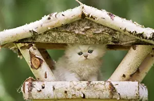 Chinchillas: Cat - Persian Chinchilla kitten sitting on bird table