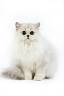 Chinchillas: Cat - Persian chinchilla kitten in studio