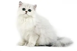 Chinchillas: Cat - Persian chinchilla kitten in studio