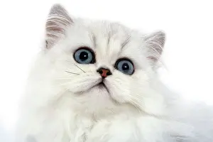 Chinchillas: Cat - Persian chinchilla kitten in studio