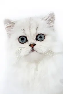 Chinchillas: Cat - Persian chinchilla kitten in studio