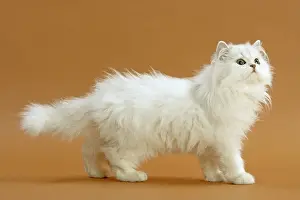 Chinchillas: Cat - Persian Chinchilla. Standing, side view