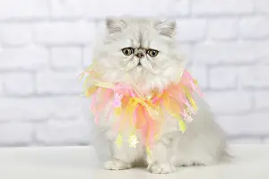 Scarf: Cat - Persian Chinchilla wearing decorative scarf