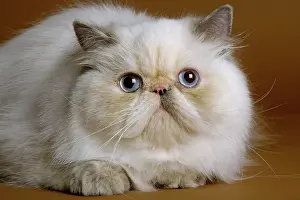Colourpoint: Cat - Persian colourpoint blue cream