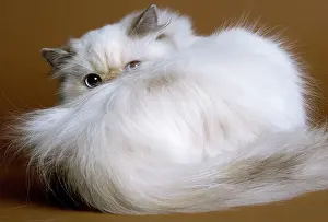 Colourpoint: Cat - Persian colourpoint blue cream