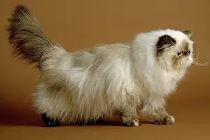 Torties: Cat - Persian - colourpoint seal tortie