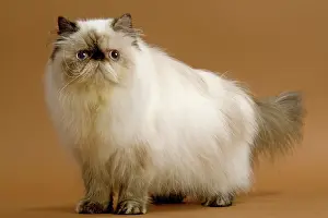 Torties: Cat - Persian - colourpoint seal tortie
