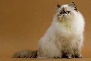 Torties: Cat - Persian - colourpoint seal tortie