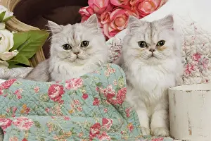 Fabric: Cat - Persian - two by floral fabric