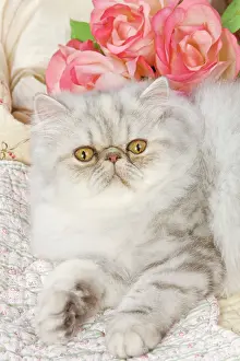 Fabric: Cat - Persian - by floral fabric with flowers