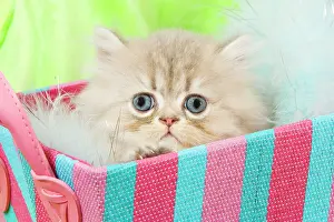 Nervous: Cat - Persian kitten in basket