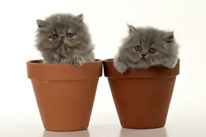 Pots: CAT. Persian kitten/s blue, longhaired, 6 weeks
