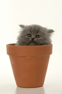 Pots: CAT. Persian kitten/s blue, longhaired, 6 weeks