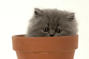 Pots: CAT. Persian kitten/s blue, longhaired, 6 weeks