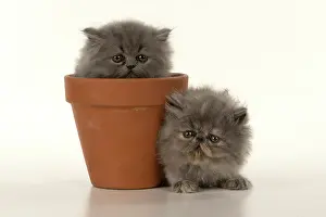 Pots: CAT. Persian kitten/s blue, longhaired, 6 weeks