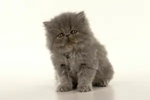 Persians: CAT. Persian kitten/s blue, longhaired, 6 weeks