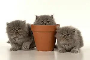 Peeking: CAT. Persian kitten/s blue, longhaired, 6 weeks