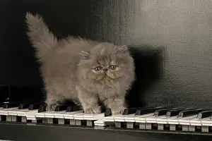 Persians: CAT. Persian kitten/s blue, longhaired, 6 weeks