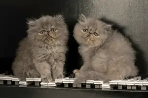 Persians: CAT. Persian kitten/s blue, longhaired, 6 weeks