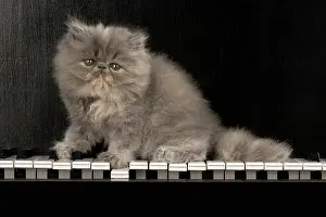 Persians: CAT. Persian kitten/s blue, longhaired, 6 weeks