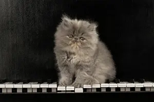 Persians: CAT. Persian kitten/s blue, longhaired, 6 weeks