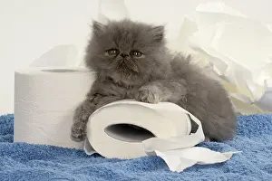 Paper: CAT. Persian kitten/s blue, longhaired, 6 weeks