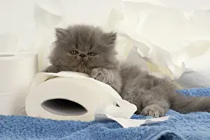 Paper: CAT. Persian kitten/s blue, longhaired, 6 weeks