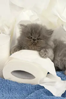 Paper: CAT. Persian kitten/s blue, longhaired, 6 weeks