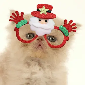 Glasses: CAT. Persian kitten/s cream, longhaired, 6 week