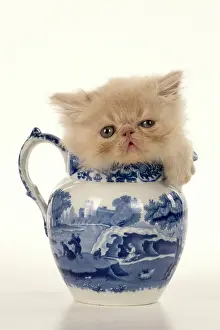 Peeking: CAT. Persian kitten/s cream, longhaired, 6 week
