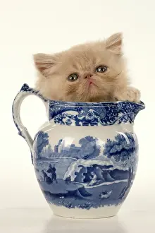 Peeking: CAT. Persian kitten/s cream, longhaired, 6 week