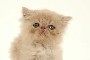 Persians: CAT. Persian kitten/s cream, longhaired, 6 week