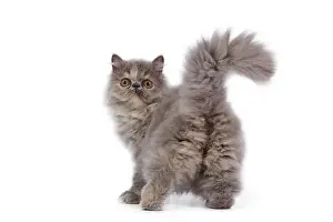 Backview: Cat - Persian kitten in studio - backview