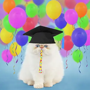 Student: Cat - Persian kitten wearing graduation cap surrounded by ba