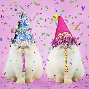 Cat Persian kittens