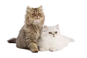 Chinchillas: Cat - Persian kittens in studio