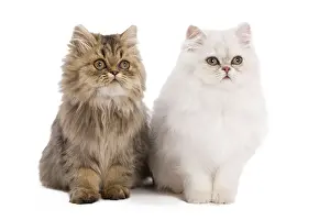 Chinchillas: Cat - Persian kittens in studio