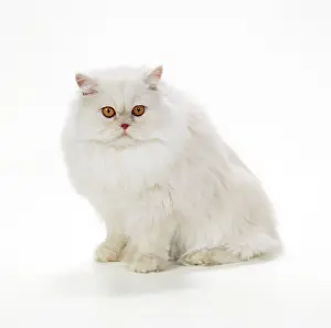 Cameo: CAT- Persian - Red Shell Cameo
