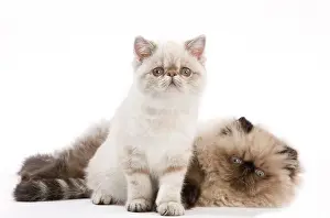 Points: Cat - Persian Seal Point