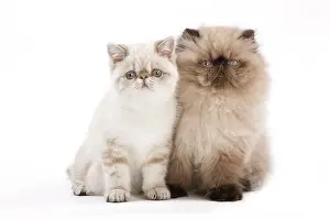 Points: Cat - Persian Seal Point