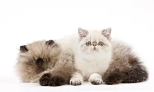 Points: Cat - Persian Seal Point