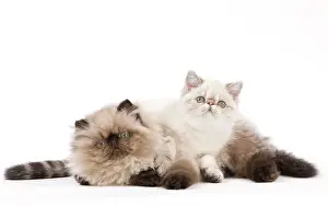 Points: Cat - Persian Seal Point