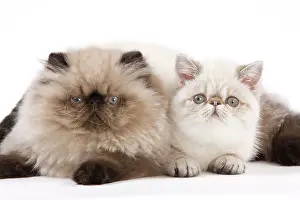 Points: Cat - Persian Seal Point